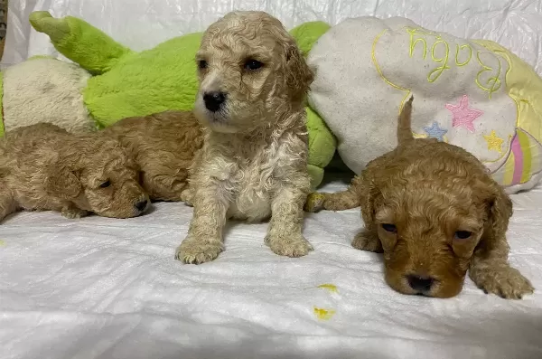 Ev Ortamına Uyumlu Toy Poodle Yavruları
