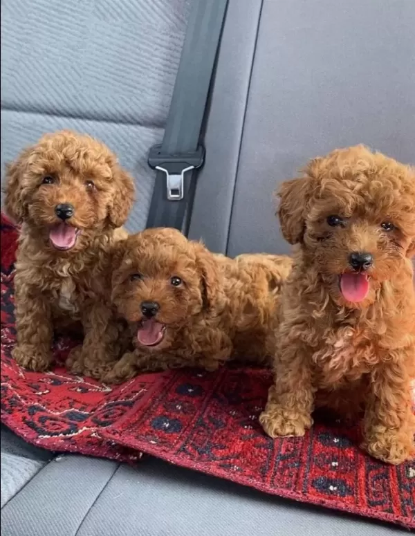 Kore Kan Red Brown Poodle Yavrularımız