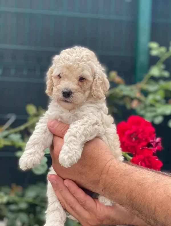 Kore Kan Red Brown Poodle Yavrularımız
