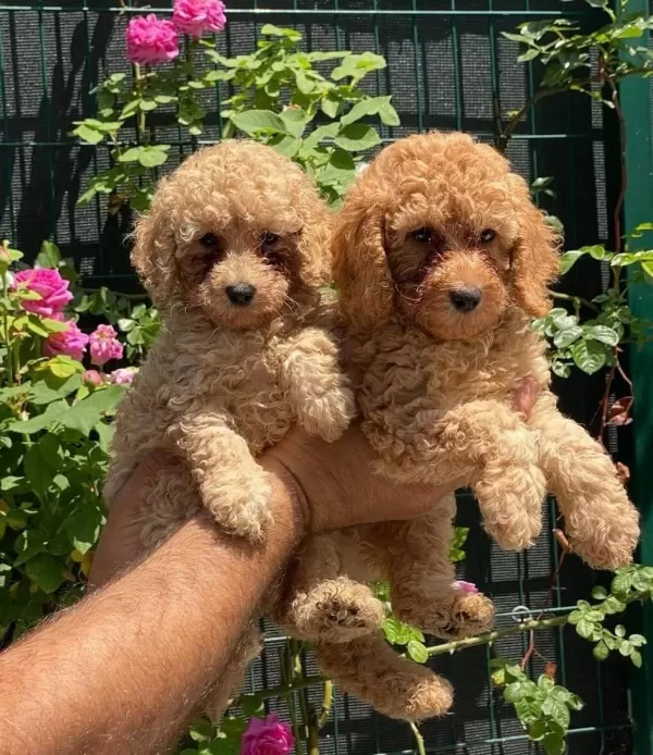 Kore Kan Red Brown Poodle Yavrularımız