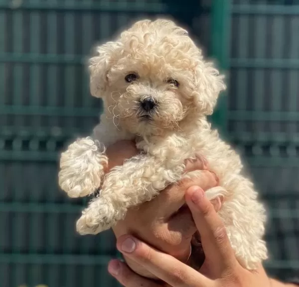 Kore Kan Red Brown Poodle Yavrularımız