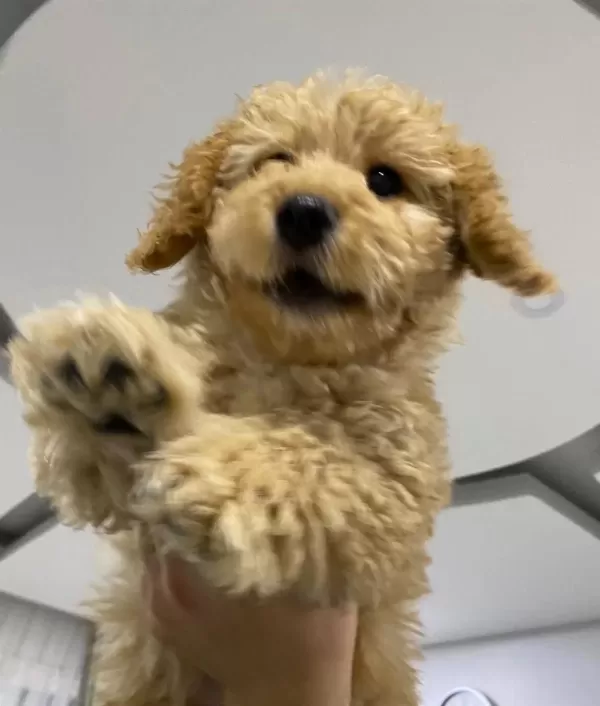Kocaeli Kıvırcık tüy Yapılı Erkek Maltipoo