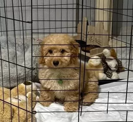 Kocaeli Kıvırcık tüy Yapılı Erkek Maltipoo