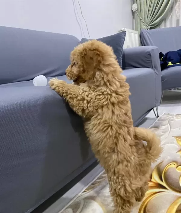 Kocaeli Kıvırcık tüy Yapılı Erkek Maltipoo