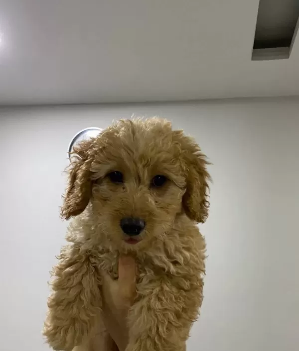 Kocaeli Kıvırcık tüy Yapılı Erkek Maltipoo