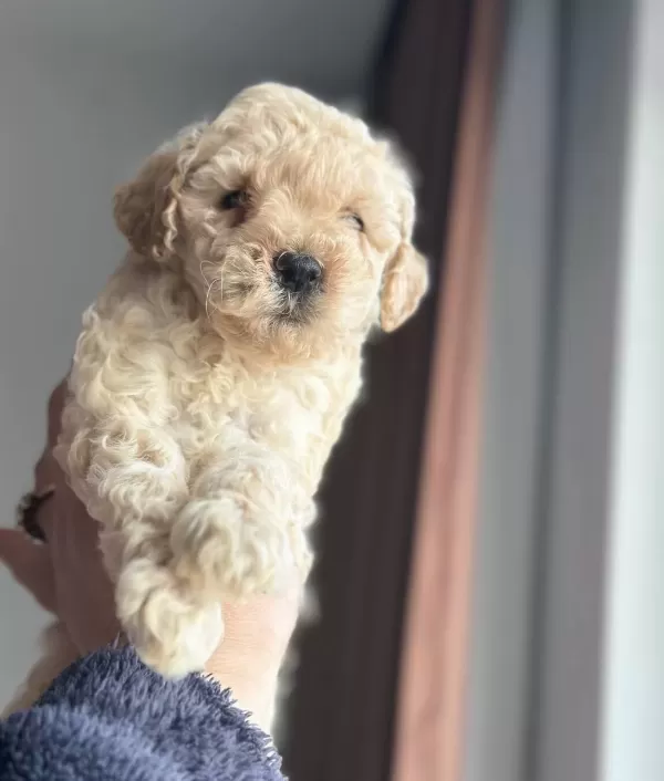 Ev Ortamında Buyuyen Oyuncu Mini Toy Poodle
