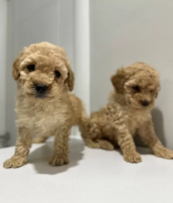 Ev Ortamında Buyuyen Oyuncu Mini Toy Poodle