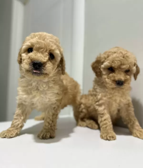 Ev Ortamında Buyuyen Oyuncu Mini Toy Poodle