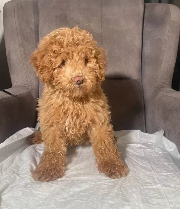 Poodle tüy Yapisinda Maltipoo Oglumuz