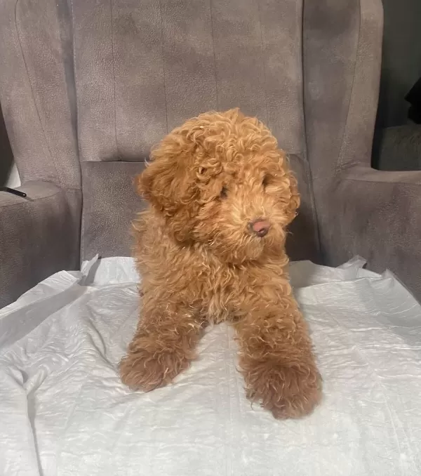 Poodle tüy Yapisinda Maltipoo Oglumuz