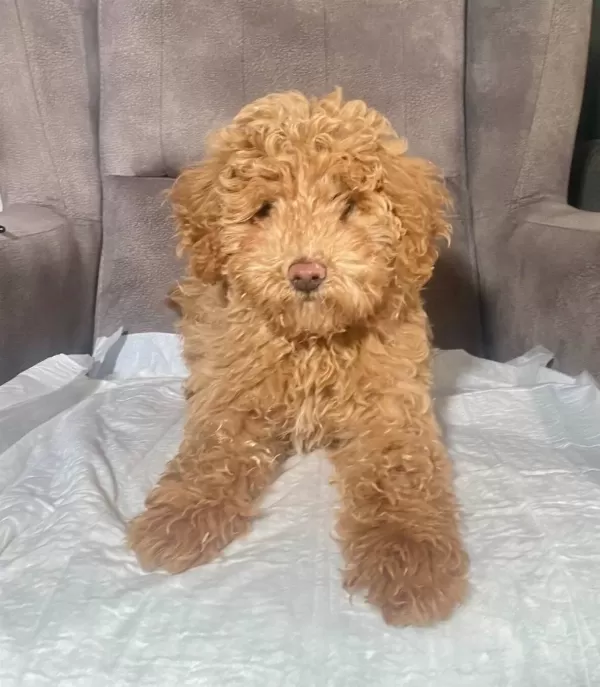 Poodle tüy Yapisinda Maltipoo Oglumuz
