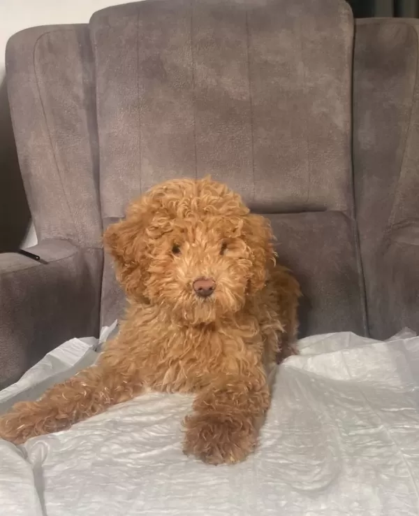 Poodle tüy Yapisinda Maltipoo Oglumuz