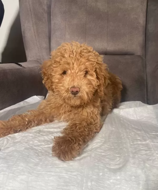 Poodle tüy Yapisinda Maltipoo Oglumuz