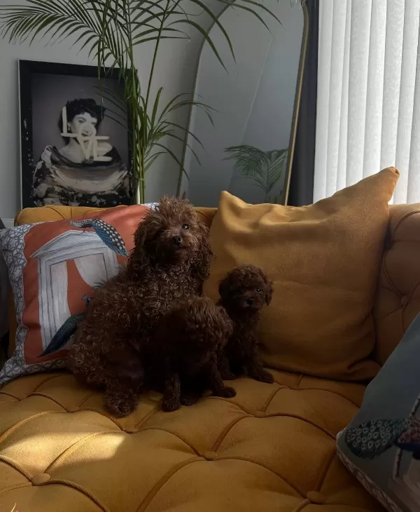 Kore Poodle Yavruları Evimizin Nesesi