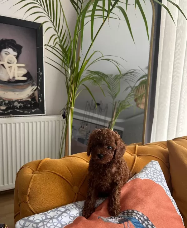 Kore Poodle Yavruları Evimizin Nesesi