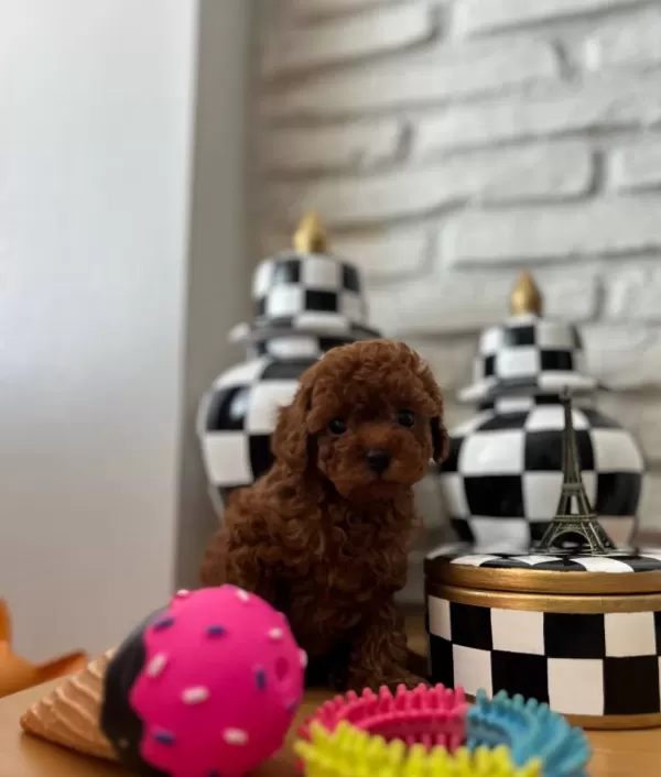Kore Poodle Yavruları Evimizin Nesesi