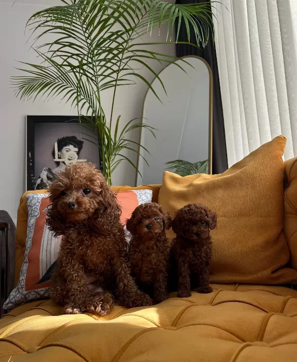 Kore Poodle Yavruları Evimizin Nesesi