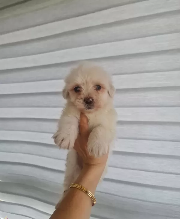 Minyatür Minnaklarım Teslime Hazır