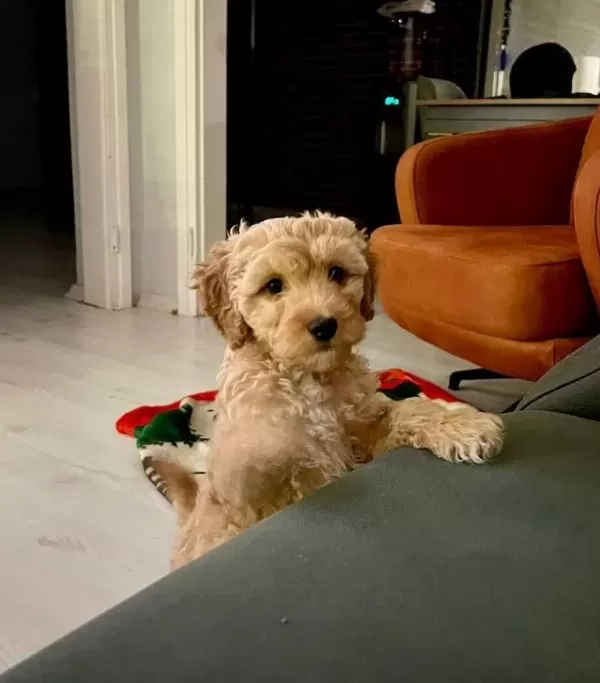 Maltipo Erkek 3 Aylık Tum Asıları Tam