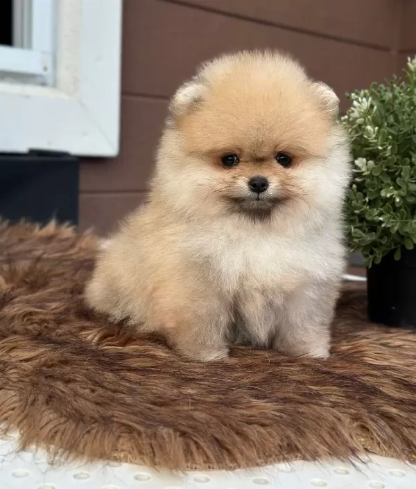 Pomeranian Uretim Ciftliginden