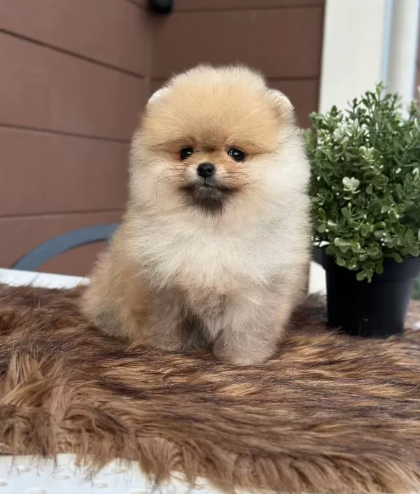 Pomeranian Uretim Ciftliginden