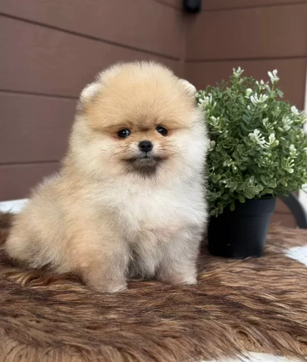 Pomeranian Uretim Ciftliginden