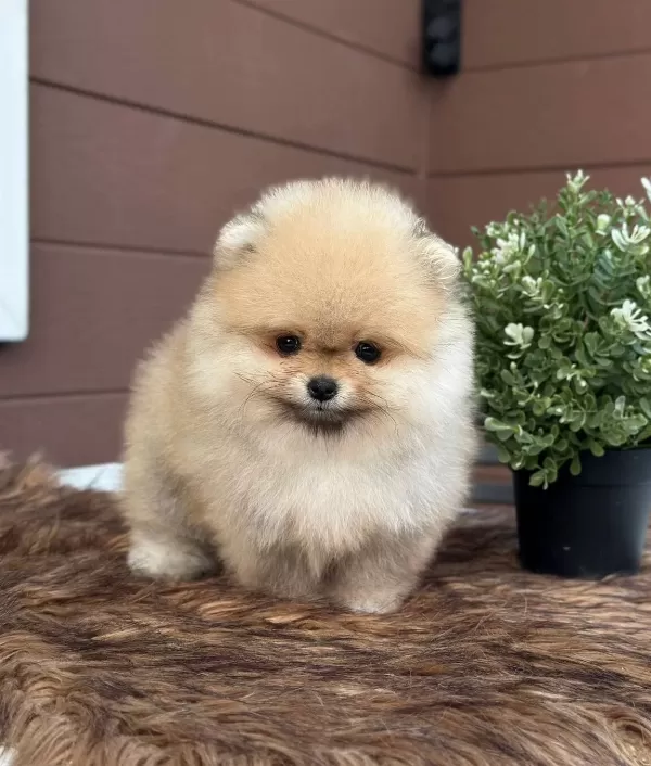 Pomeranian Uretim Ciftliginden