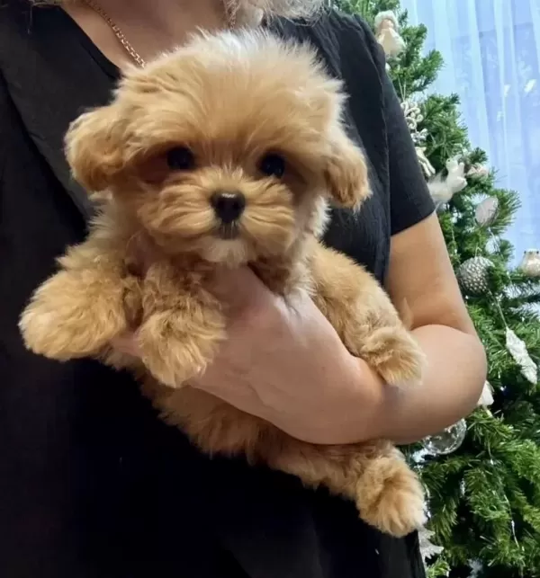 En Iyi Kore Maltipoo Yavrular