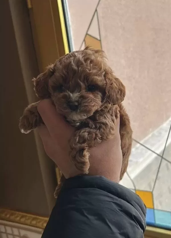 En Iyi Kore Maltipoo Yavrular