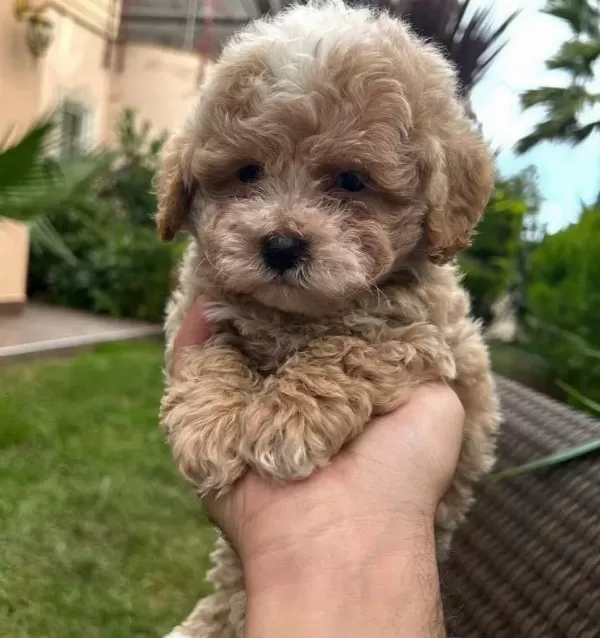 En Iyi Kore Maltipoo Yavrular