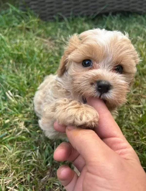 En Iyi Kore Maltipoo Yavrular