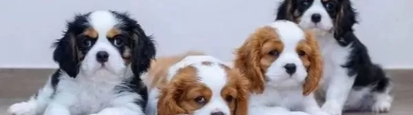 Cavalier King Charles Cinsi Yavrular