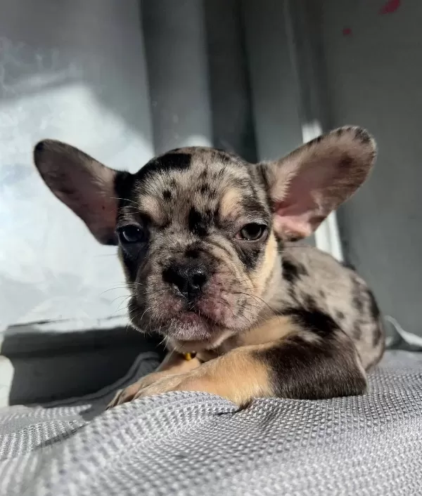 Oyuncu Ve Saglıklı French Bulldog Bebekler