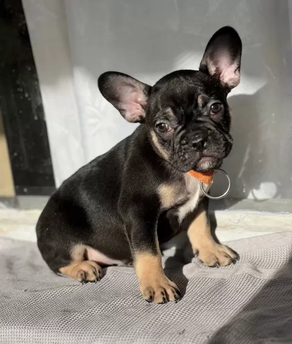Oyuncu Ve Saglıklı French Bulldog Bebekler