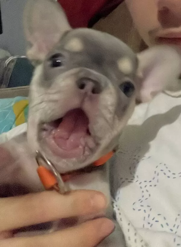 Oyuncu Ve Saglıklı French Bulldog Bebekler