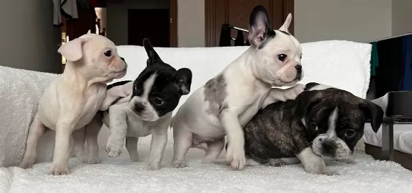 Ust Duzey Kalite French Bulldog Bebeklerim