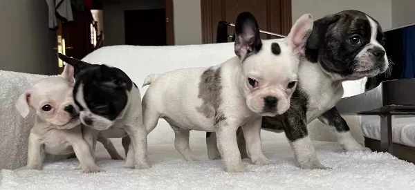Ust Duzey Kalite French Bulldog Bebeklerim