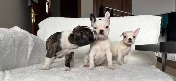 Ust Duzey Kalite French Bulldog Bebeklerim