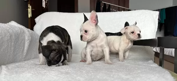 Ust Duzey Kalite French Bulldog Bebeklerim