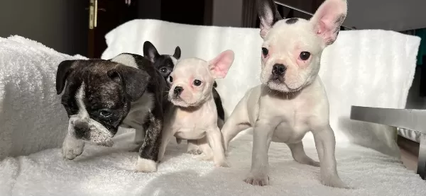 Ust Duzey Kalite French Bulldog Bebeklerim