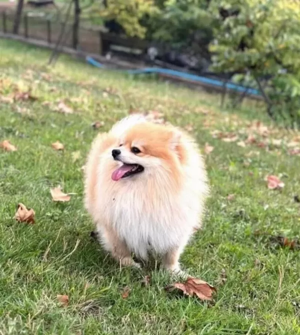 Eğitimli 18 Aylık Pomeranian Boo