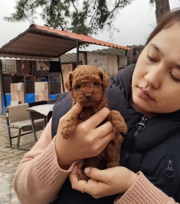 Zeka Kupu Toy Poodle Bebeklerimiz
