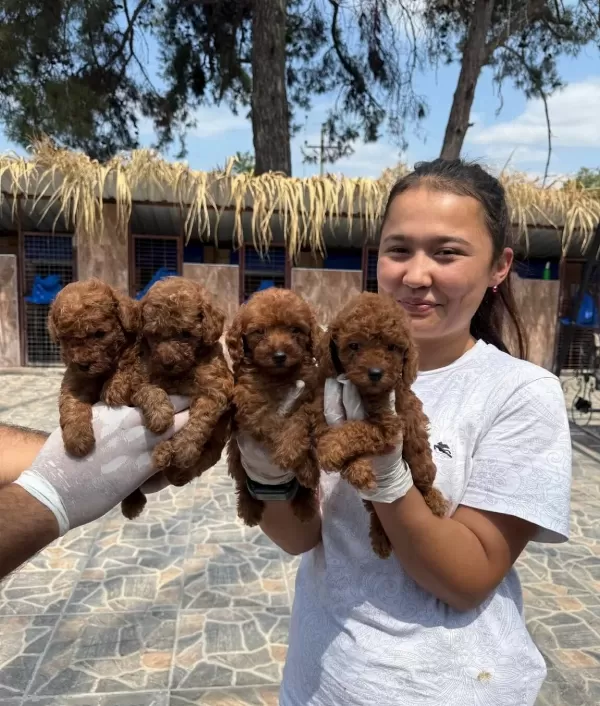 Zeka Kupu Toy Poodle Bebeklerimiz