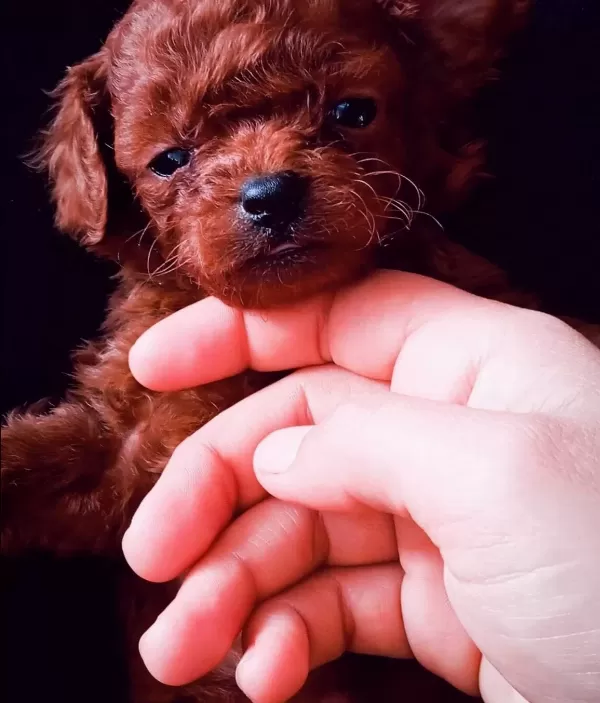 Kore Red Dark Poodle Bebeklerimiz