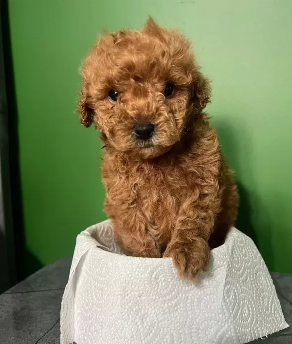 Erkek Poodle Safkan
