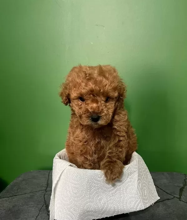 Erkek Poodle Safkan