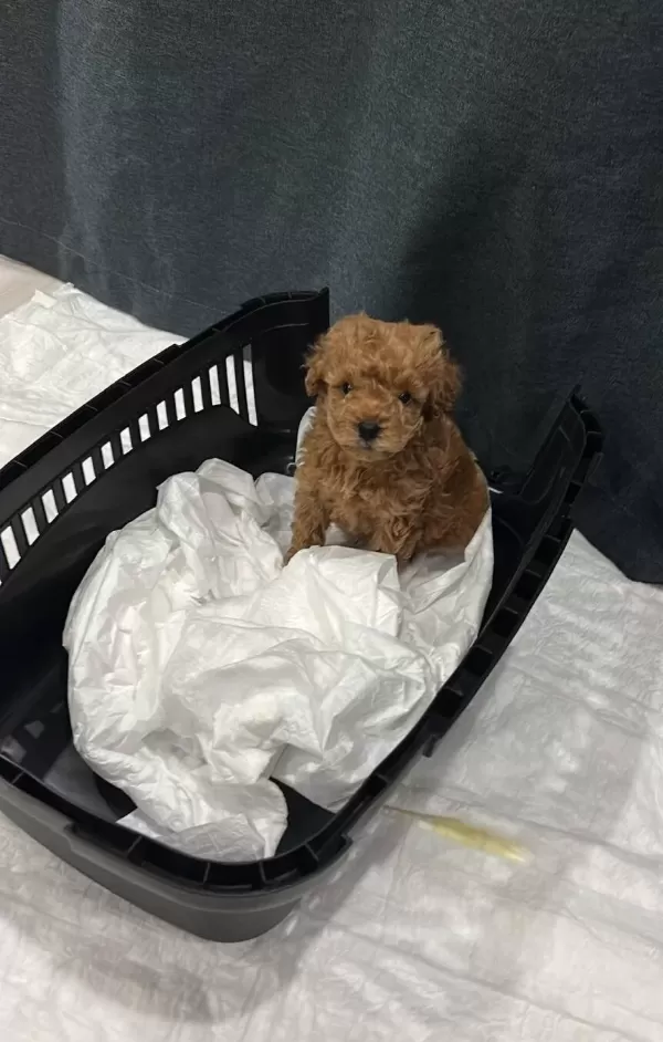 Erkek Poodle Safkan