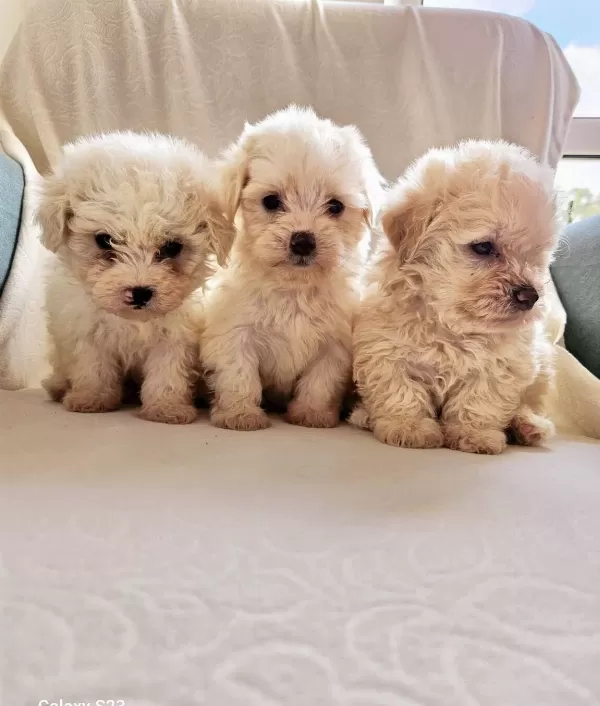 Kartopu Maltese Yavrularımız