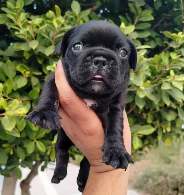 Siyah Beyaz Maskeli French Buldog Yavruları