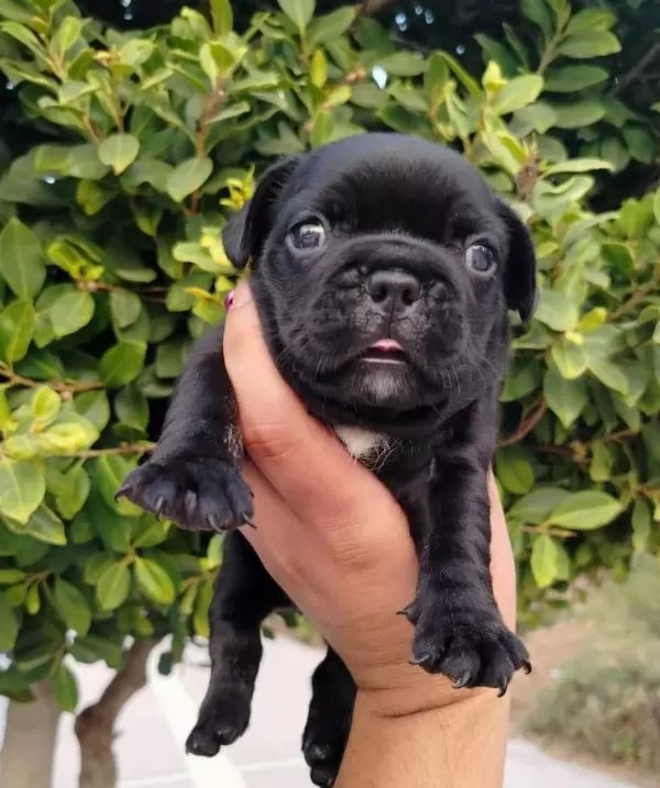 Siyah Beyaz Maskeli French Buldog Yavruları